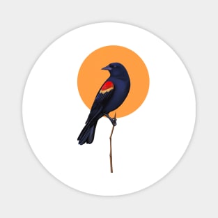 Red winged blackbird Magnet